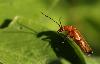 ... un T�l�phore fauve (Rhagonycha fulva) ...