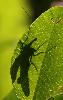 ... � travers une feuille ...