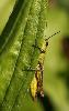 ... un Criquet chanteur (Chorthippus parallelus) ...