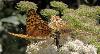 Tabac d'Espagne F (Argynnis paphia F)_Flims