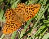 Tabac d'Espagne M (Argynnis paphia M)_Flims