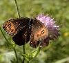 Moir� sylvicole (Erebia aethiops)_Flims