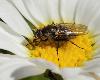Mouche sur Marguerite � bract�es noires_Cassonsgrat