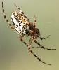 Epeire feuille de ch�ne_Foppa
