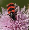 Clairon des ruches (Trichodes alvearius)_Foppa