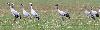 Ici, deux  Grues cendr�es juv�niles, reconnaissables, entre autres, � leur t�te gris-brun