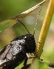 Criquet color� (Psophus stridulus) : on ne voit pas ses couleurs impressionnantes, lorsque les ailes sont cach�es_Foppa
