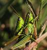 Accouplement de criquets (Euthystira brachyptera)_Foppa