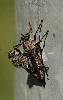 Accouplement de mouches_Foppa