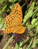 Tabac d'Espagne M (Argynnis paphia M)_Flims