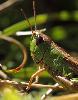 Criquet du brachypode (Stenobothrus lineatus)_Foppa