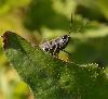 ... ici, un criquet appel� Omocestus ventralis, identifiable, entre autres, gr�ce � l'extr�mit� des palpes blanche.