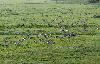 Par contre, les Oies cendr�es ...