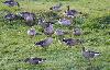passent la journ�e au bord du lac