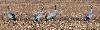 Les Grues cendr�es ont, quant � elles, rejoint ...