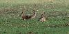 ... les chevreuils sont, quant � eux, beaucoup moins craintifs !