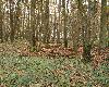 Les sous-bois invitent � la promenade