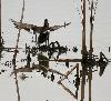 l� un Canard chipeau