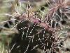 ... les cactus ne nous contrediront pas !