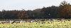Dans les champs, des centaines de Grues cendr�es ...