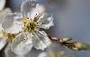 ... certaines fleurs sont presque pass�es ... un 20 mars !