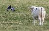 Un H�ron cendr� se prend pour un gardeboeufs