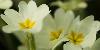 ... dans les champs, des Primev�res acaules ...