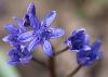 ... et les Scilles � deux feuilles sont �galement en fleur.