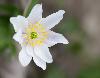 ... les An�mones sylvies ...
