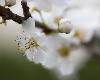 A Denges, notre Prunus ...