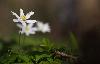 Quelques jours plus tard, les An�mones sylvies ...