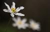 ... sont au sommet de leur floraison ...