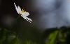 A Cuarnens, � une altitude un petit peu plus �lev�e ...