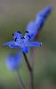 ... tout comme cette Scille � deux feuilles.