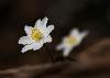 ... les An�mones sylvies d�voilent ...