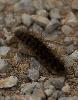 Chenille (Ecaille ...)_Dr�me proven�ale