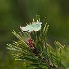 Th�cla de la ronce ou Argus vert (Callophrys rubi)_Dr�me proven�ale