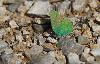 Th�cla de la ronce ou Argus vert (Callophrys rubi) beaucoup mieux visible_Dr�me proven�ale