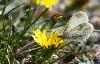 Pi�ride de Duponchel (Leptidea duponcheli)_Dr�me proven�ale