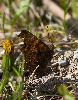 Robert-le-diable (Polygonia c-album)_verso_Dr�me proven�ale