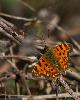 Robert-le-diable (Polygonia c-album)_recto_Dr�me proven�ale