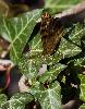 Tircis (Pararge aegeria)_verso_Dr�me proven�ale