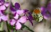 Aurore m�le (Antocharis cardamines)_verso_Dr�me proven�ale