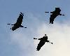 ... ram�nent les Grues cendr�es au lac du Der