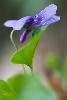 ... et la d�licate Violette des bois.
