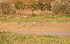 Les premi�res Grues de retour ...