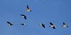 ... � l'inverse des Grues cendr�es, elles quittent le lac la nuit