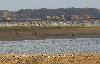 Nombreuses sont les Grues cendr�es d�j� au dortoir