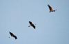 D'autres Grues rentrent encore des champs
