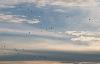 ... on aper�oit au loin des vols tr�s nombreux ...